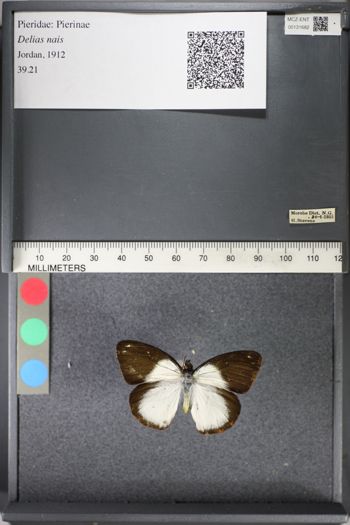 Media type: image;   Entomology 131682